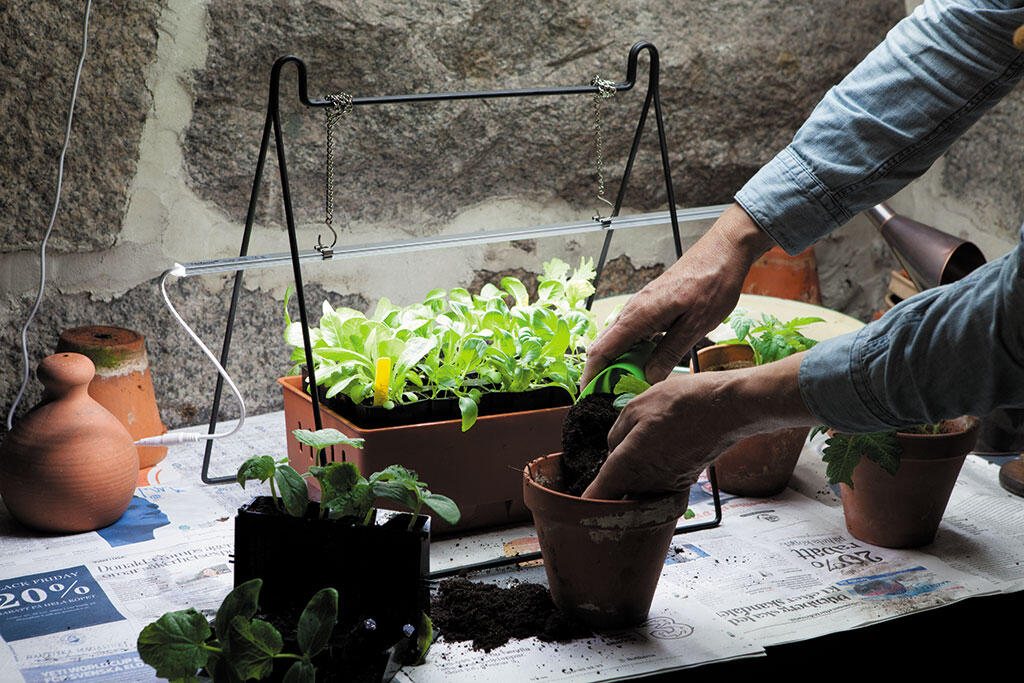 Nelson_Garden_Grow lights_image_1.jpeg