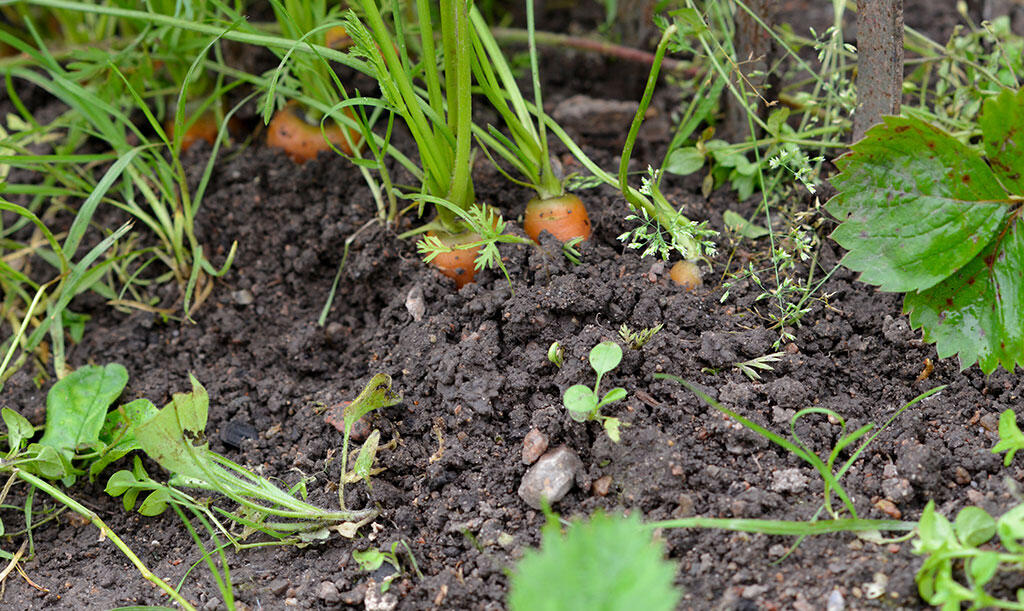 Porkkanat kasvamassa viljavassa vihannesmaassa.  